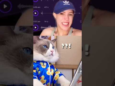 Videó: Miért a macskám horkol?
