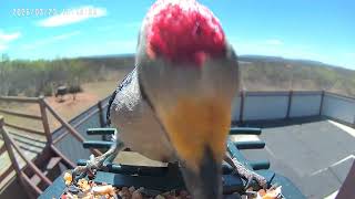 Trail Cam Photos & Videos 032026-032826 - Lake Alan Henry Wildlife Cam - Texas