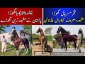 Famous  desi horse line fakhare misriyal            