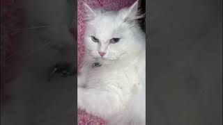 Ma Shaa Allah Osmon Cat