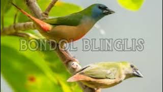 bondol hijau binglis, atau ekor duri, burung hama seharga burung kacer