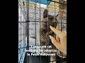 Available for adoption — contact the rescue @thecatsmeowanimalrescue #cat #cats #adoptcat