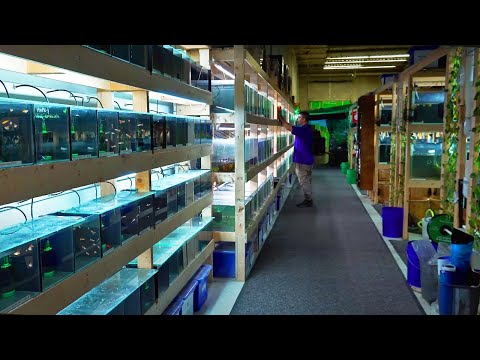 April's Aquarium,  An Aquarium Co-Op Inspired Fish Store