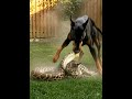 A brave puppy vs a python — A heroic rescue moment! #wildlife #wildliferescue