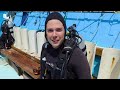 Tiger Shark Encounter – Director's CHOMP!