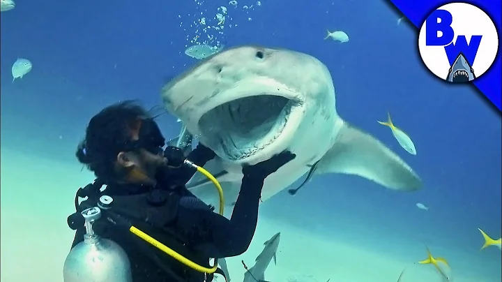 Tiger Shark Encounter – Director's CHOMP!