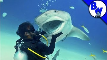 Tiger Shark Encounter – Director