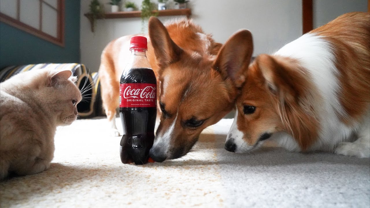 犬 ココア 飲ん だ