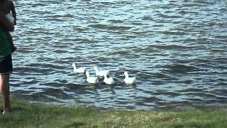 pasando un domingo en laguna la elvesia