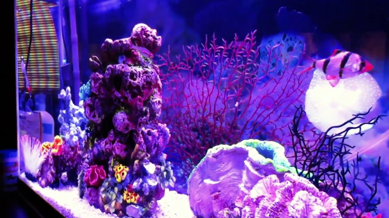 Fish2 fish2 - YouTube