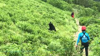 やばい！登山中、クマに遭遇。