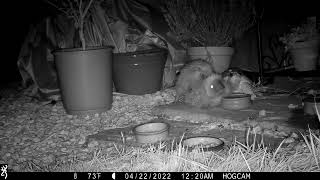 Hedgehogs Mating