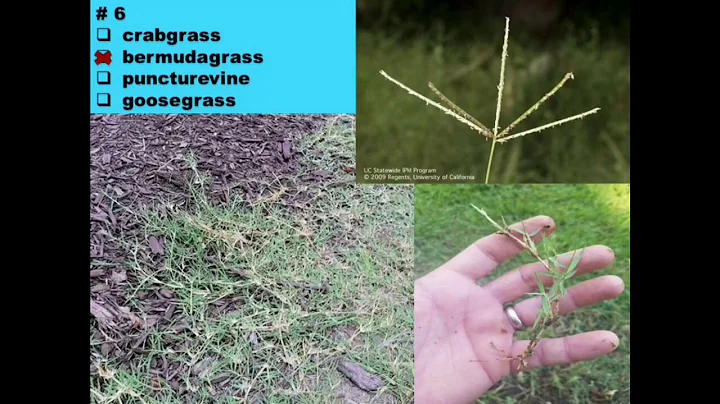 Washington State Noxious Weed Quiz