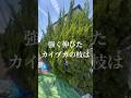 強く伸びたカイヅカの枝は先に外してバリカンする