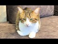 パパに名前を呼ばれ不機嫌レベル120％になる猫バロン
