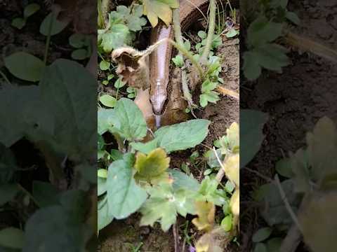 Video: Hebben langzame wormen tongen?