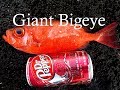 GIANT BIGEYE AWEOWEO FISH ON EXTENDED GLOW GRUB!