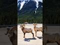Spring Has Sprung, Empty Tundra, Rockies, 2 Old Film Cameras 🤠