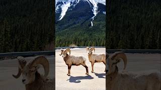 Spring Has Sprung, Empty Tundra, Rockies, 2 Old Film Cameras 🤠