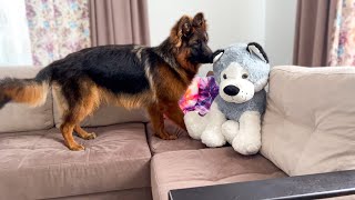 German Shepherd Puppy Reaction to Husky Toy Dog
