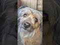 #dog #daxandbaileyshow #adogspurpose #godisreal #therapy #recovery #dogshorts #shorts #short #dogs