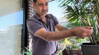 Parlour Palm Transformation | Pruning & Haircut of a Neglected Chamaedorea elegans