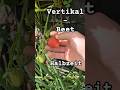 #update #Beet #organicfarming #organic #garten #garden #vertical #harvest #ernte #test #survival #jo