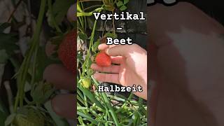 #update #Beet #organicfarming #organic #garten #garden #vertical #harvest #ernte #test #survival #jo