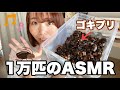 【閲覧注意】ゴキブリ10000匹のお引越し🏡~夏の湿気対策ご紹介🎐~【ASMR】