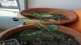 Balkon Da Yetiştirdiğim Meyve Ve Sebzeler,Balkonumda Çilek,Domates,Salatalık