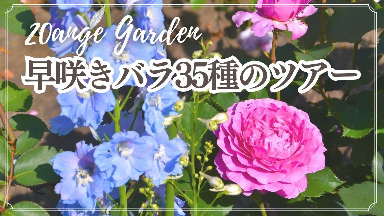 Garden ｜バラツアー 早咲きバラ35種〈Rose Garden Tour in May, 2025〉｜20AngeGarden