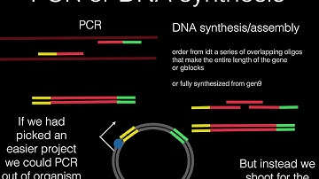 Synthetic Biology with Nina DiPrimio