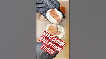 “Banana Black Pastel Hypo Clown Clutch” Egg Cutting- Breeding Ball Pythons #reptiles #eggcutting