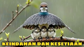Aneh Tapi Nyata: Daftar 25 Burung Paling Menakjubkan yang Harus Anda Lihat