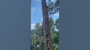 Lightning struck white oak, held together with chains/binders to remove safely.