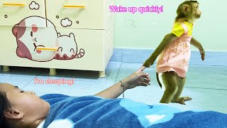 Monkey Lyly quickly called Dung to wake up to visit her aunt