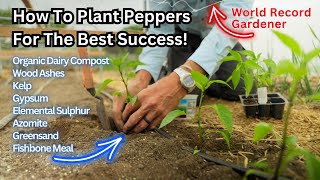 Watch This Before Planting Peppers! World Record Gardener Shows How To Do It Right  Organically!
