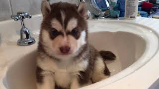 Pretty Husky Puppy in the Sink