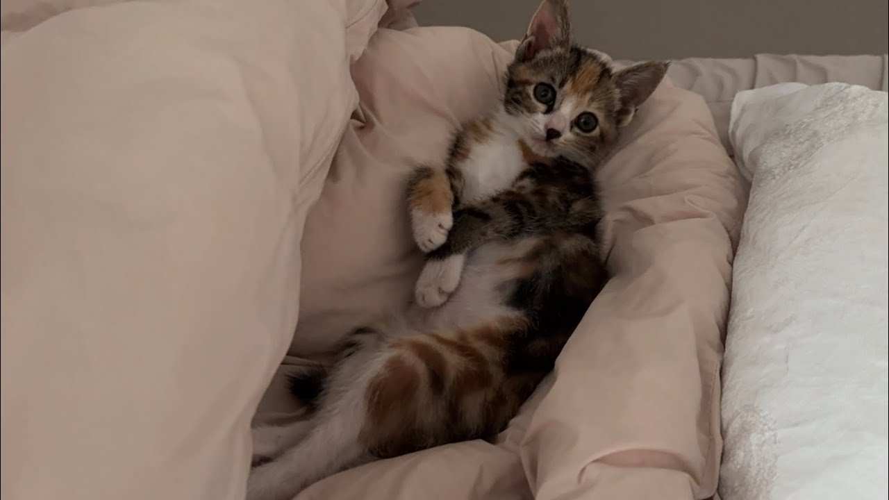 혹독한 사수를 만난 아기냥