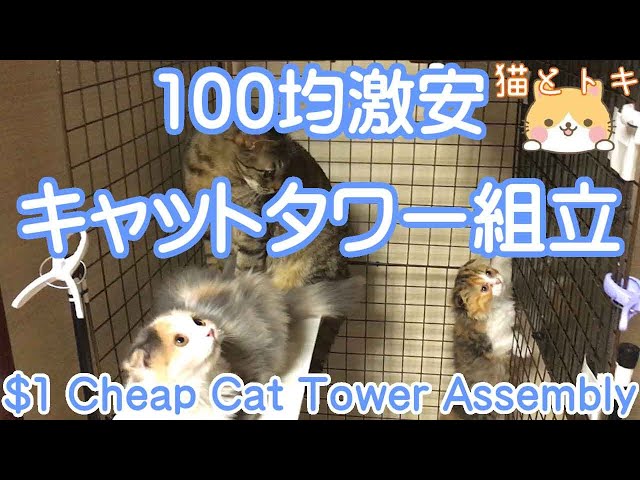 ゲージにもなるキャットタワーNEW!