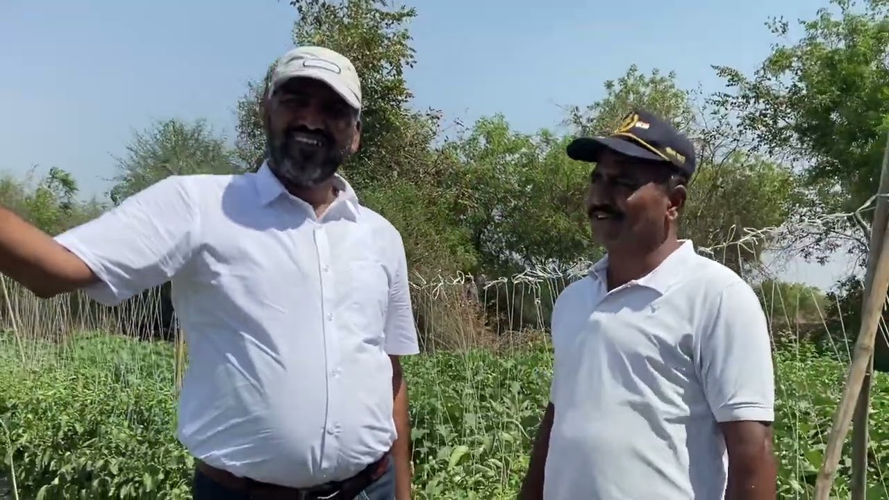 SCT वैदिक ने वाळवंटात पिकवले टोमॅटो💪20 गुंठ्यात 30 कॅरेटचा पहिला तोडा😲आजार बरे करणारी क्वालिटी