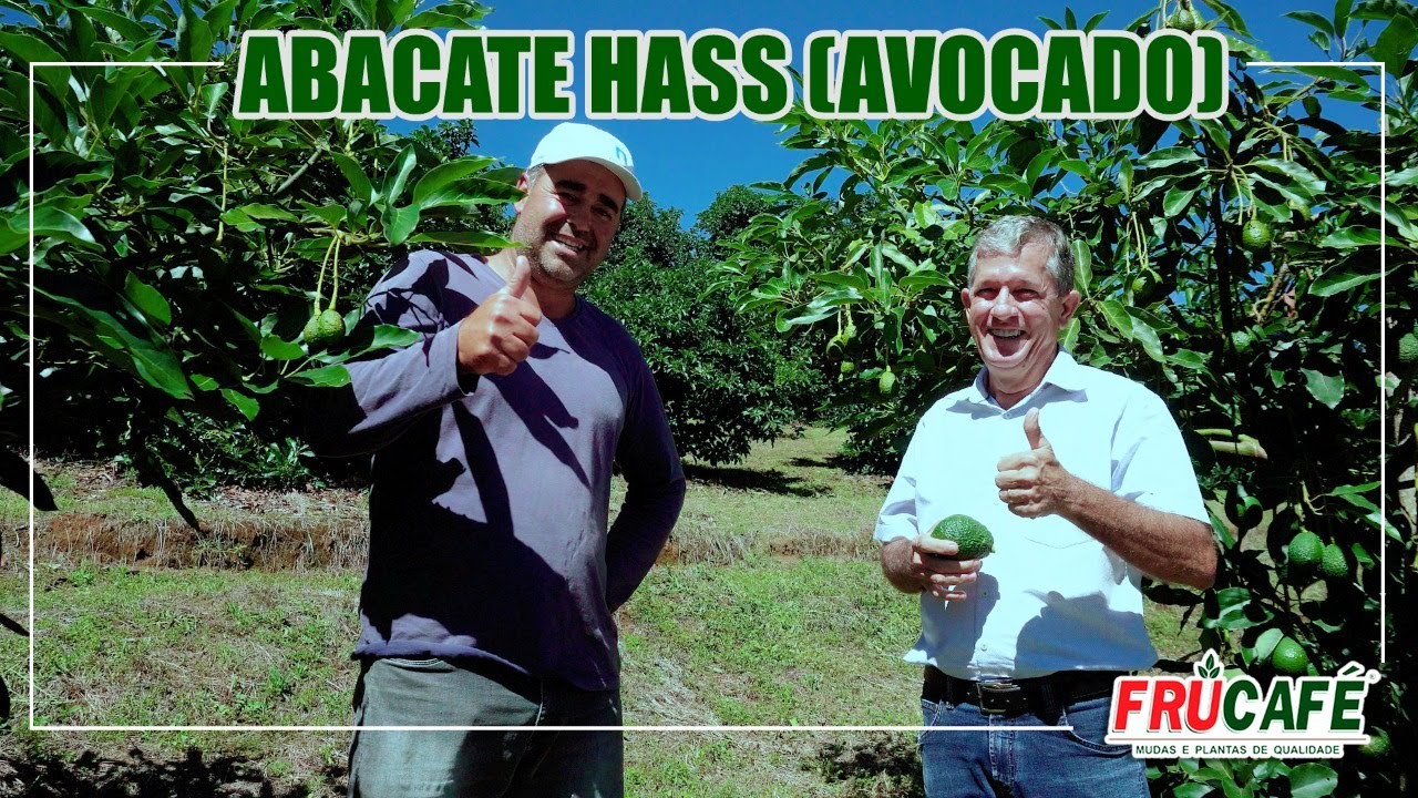 Plantio de Abacate Hass/Avocado adensado, da certo?