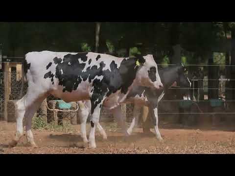 LOTE   19   1011 e 1009