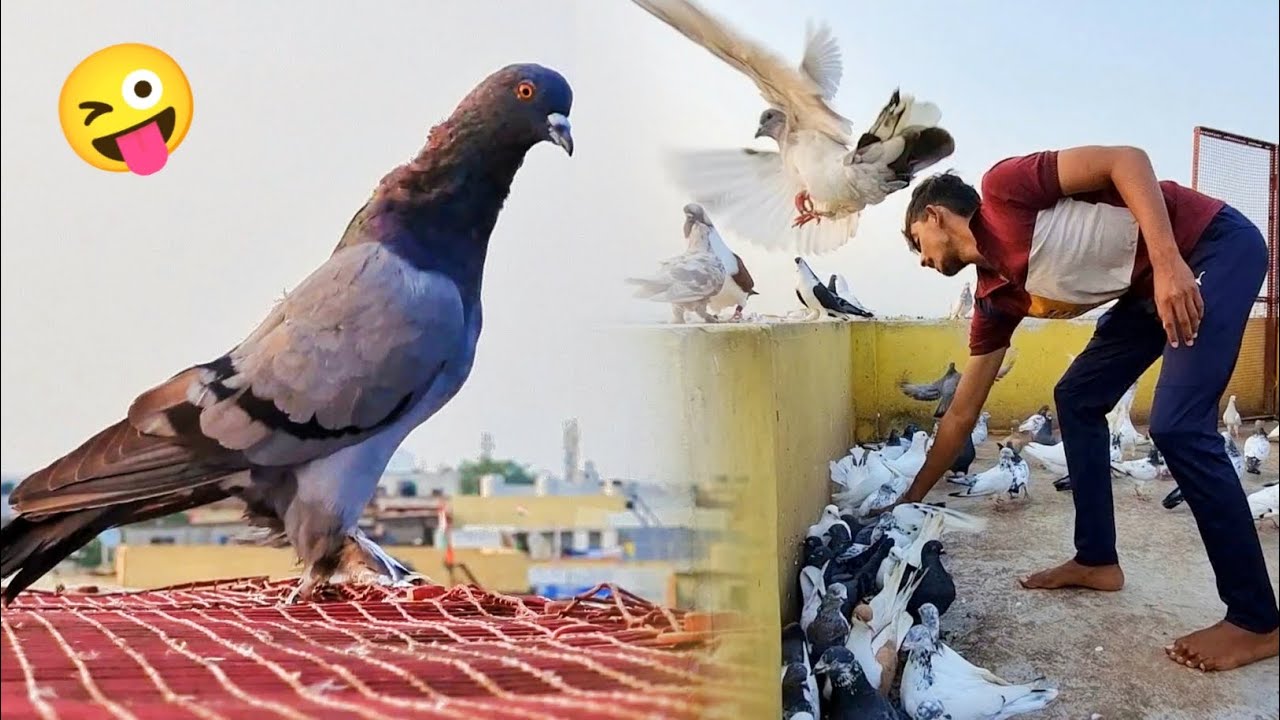 Fancy Kabootar Pkda Aur prr Bhi Ni Bnadha 😜