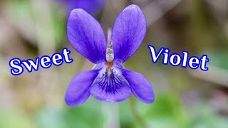 Sweet Violets - English Violets - Wood Violets