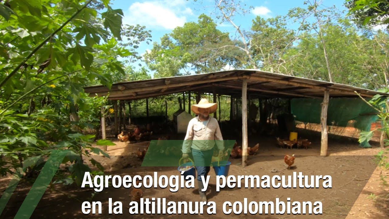Agroecología y permacultura en la altillanura colombiana - TvAgro por Juan Gonzalo Angel Restrepo