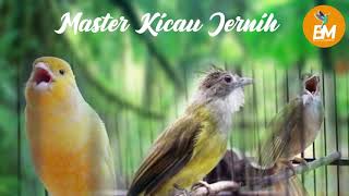 Master Kenari, Katem & Cucak jenggot 1