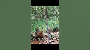 bẩy gà rừng bằng mái cuối mùa ngày 10/7/2025# Tiếng gà rừng#tiếng gà rừng rặc#tiếng gà rừng rặc gáy