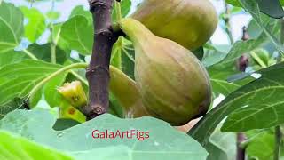 видео: France. Ficus Carica. #Figs Инжир. Бреба на сортах Black Jack, Sari Apsheron, Gentil Bianco картинка: France. Ficus Carica. #Figs Инжир. Бреба на сортах Black Jack, Sari Apsheron, Gentil Bianco