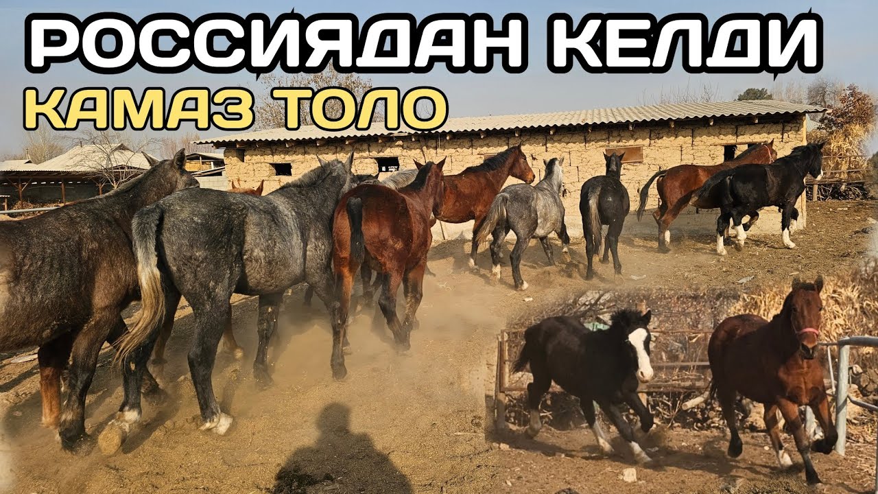 Россиядан тайлар келди 